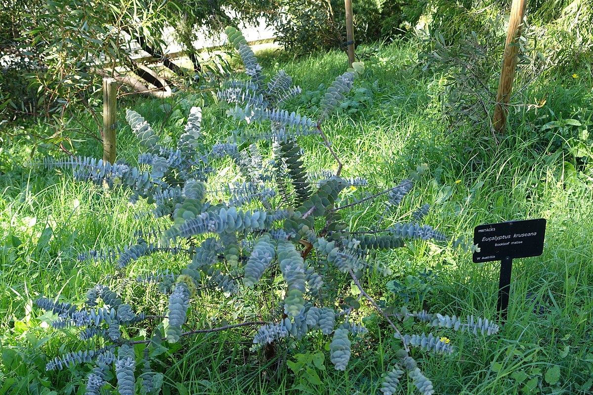 Jardin Botanique Barcelone Charmant File Eucalyptus Kruseana Jard­n Botánico De Barcelona