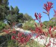 Jardin Botanique Barcelone Frais File Jardi Botanic De Barcelona Wikimedia Mons