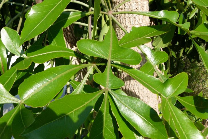 Jardin Botanique Barcelone Luxe File Cussonia Spicata 3 Jpg Wikimedia Mons