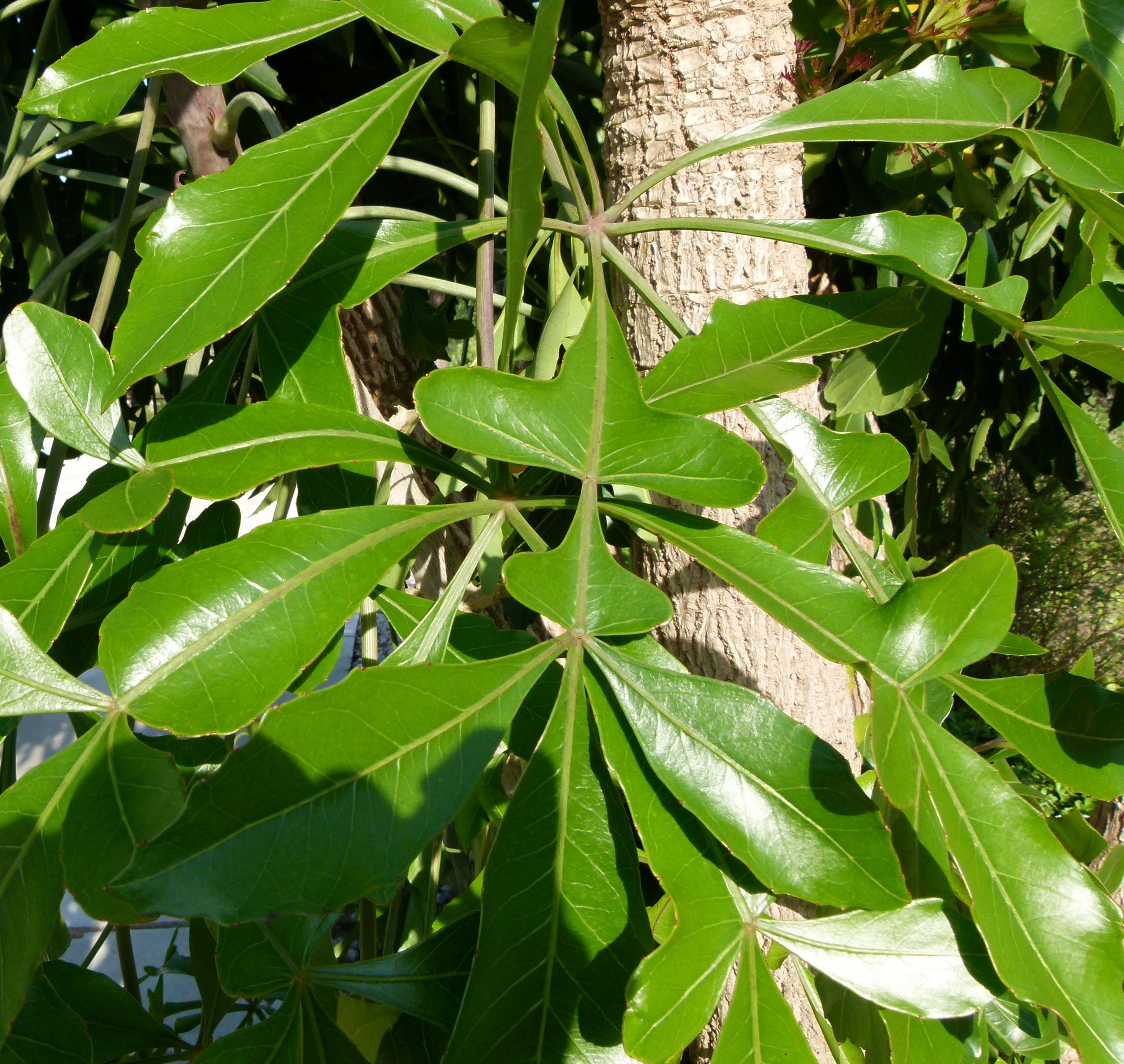 Jardin Botanique Barcelone Luxe File Cussonia Spicata 3 Jpg Wikimedia Mons