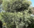 Jardin Botanique Barcelone Unique File Acacia Retinodes Jard­n Botánico De Barcelona