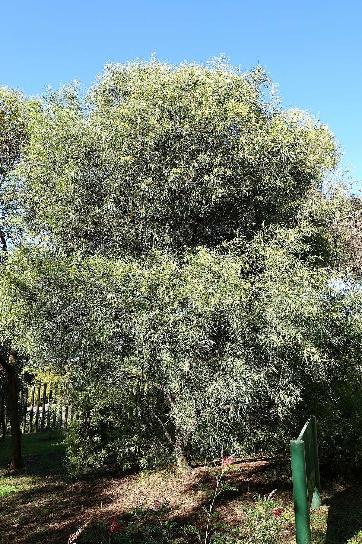 Jardin Botanique Barcelone Unique File Acacia Retinodes Jard­n Botánico De Barcelona