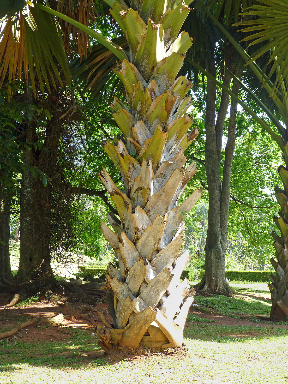 Jardin Botanique Bayeux Charmant File Corypha Umbraculifera Jardin Botanique De Kandy 2