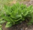 Jardin Botanique Bayeux Élégant File Veratrum Album In Jardin Botanique De L Aubrac 01