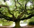 Jardin Botanique Bayeux Frais Jardin Botanique Guinea 2019