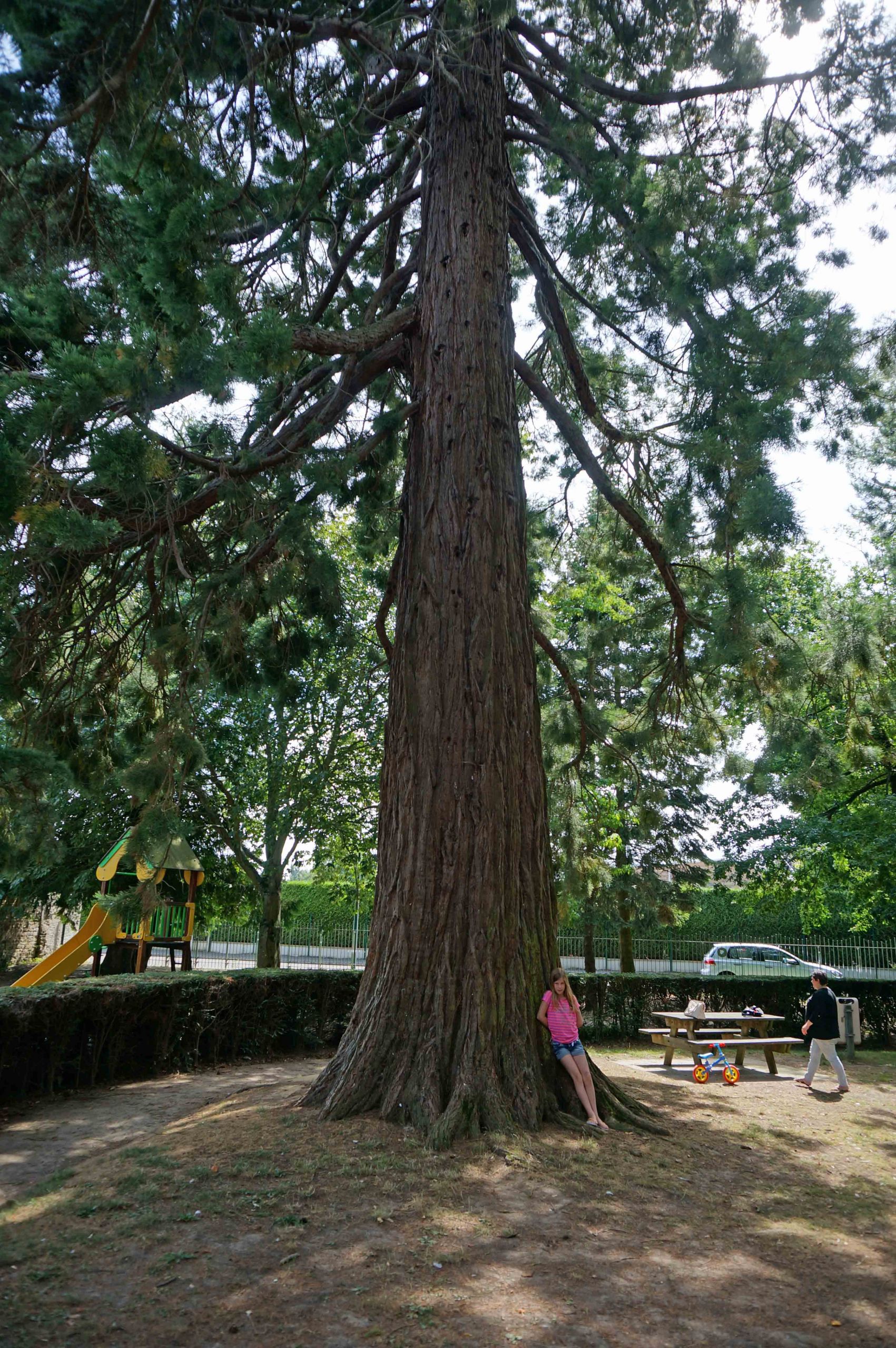 Jardin Botanique Bayeux Frais Séquoia Géant Dans Le Jardin Botanique Bayeux Calvados France