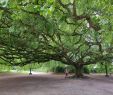 Jardin Botanique Bayeux Génial Me Posing with A Weeping European Beech In Bayeux It is