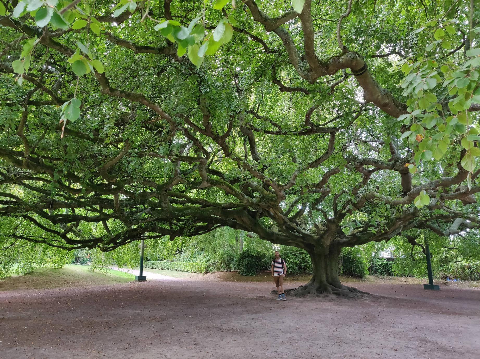 Jardin Botanique Bayeux Génial Me Posing with A Weeping European Beech In Bayeux It is