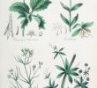 Jardin Botanique Best Of 1 the British Flora Medica or History Of the Medicinal
