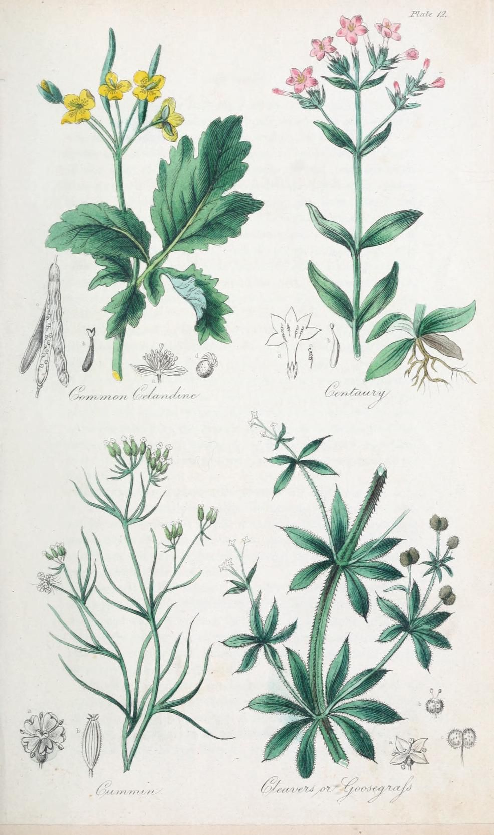 Jardin Botanique Best Of 1 the British Flora Medica or History Of the Medicinal