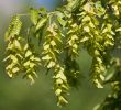 Jardin Botanique Best Of Hophornbeam Media Encyclopedia Of Life