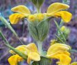 Jardin Botanique Best Of Jerusalem Sage Media Encyclopedia Of Life