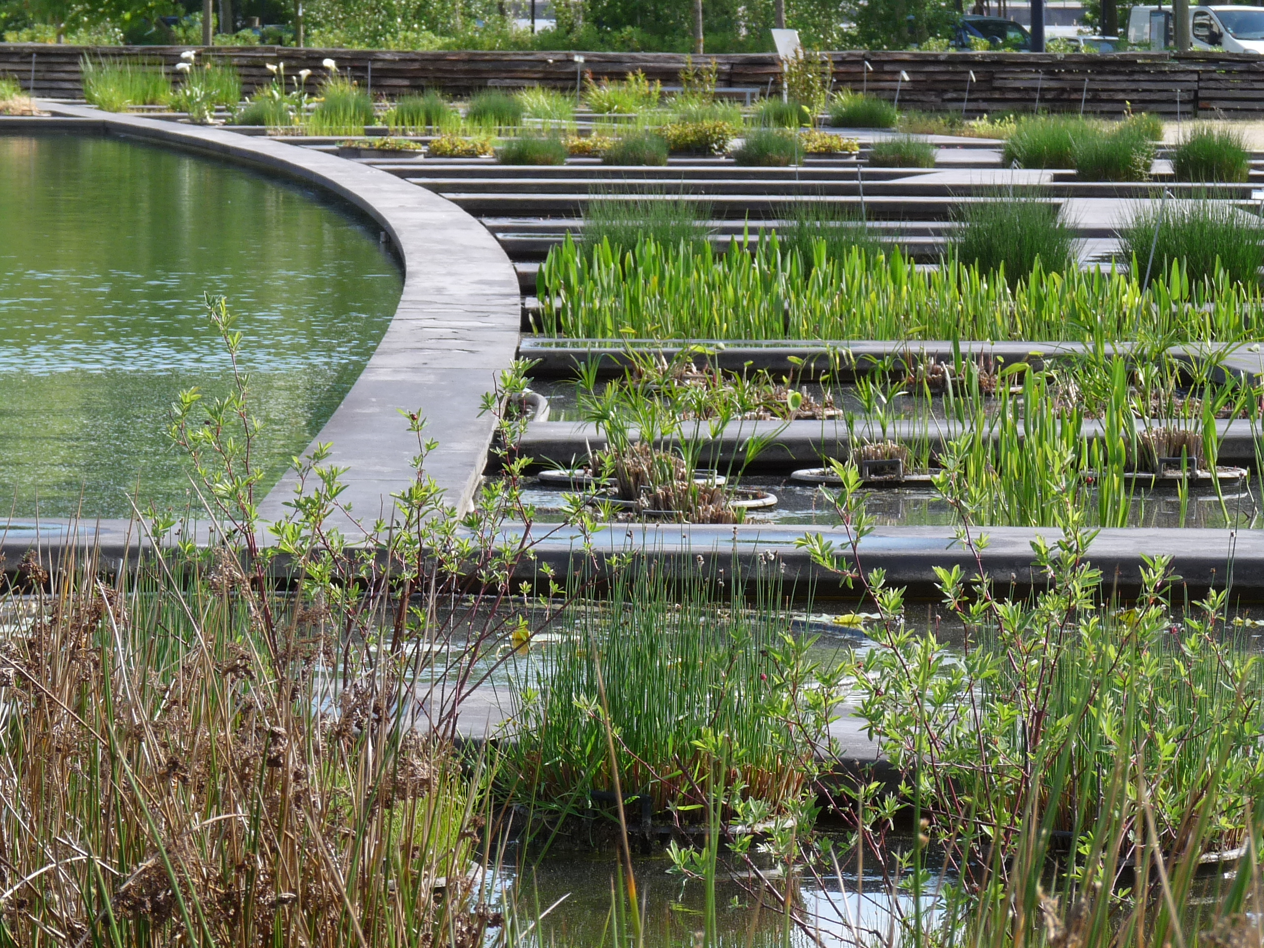 jardin aquatique