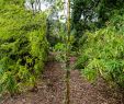 Jardin Botanique Brest Best Of File Zelkova Sicula Cbn Brest 02 Wikimedia Mons