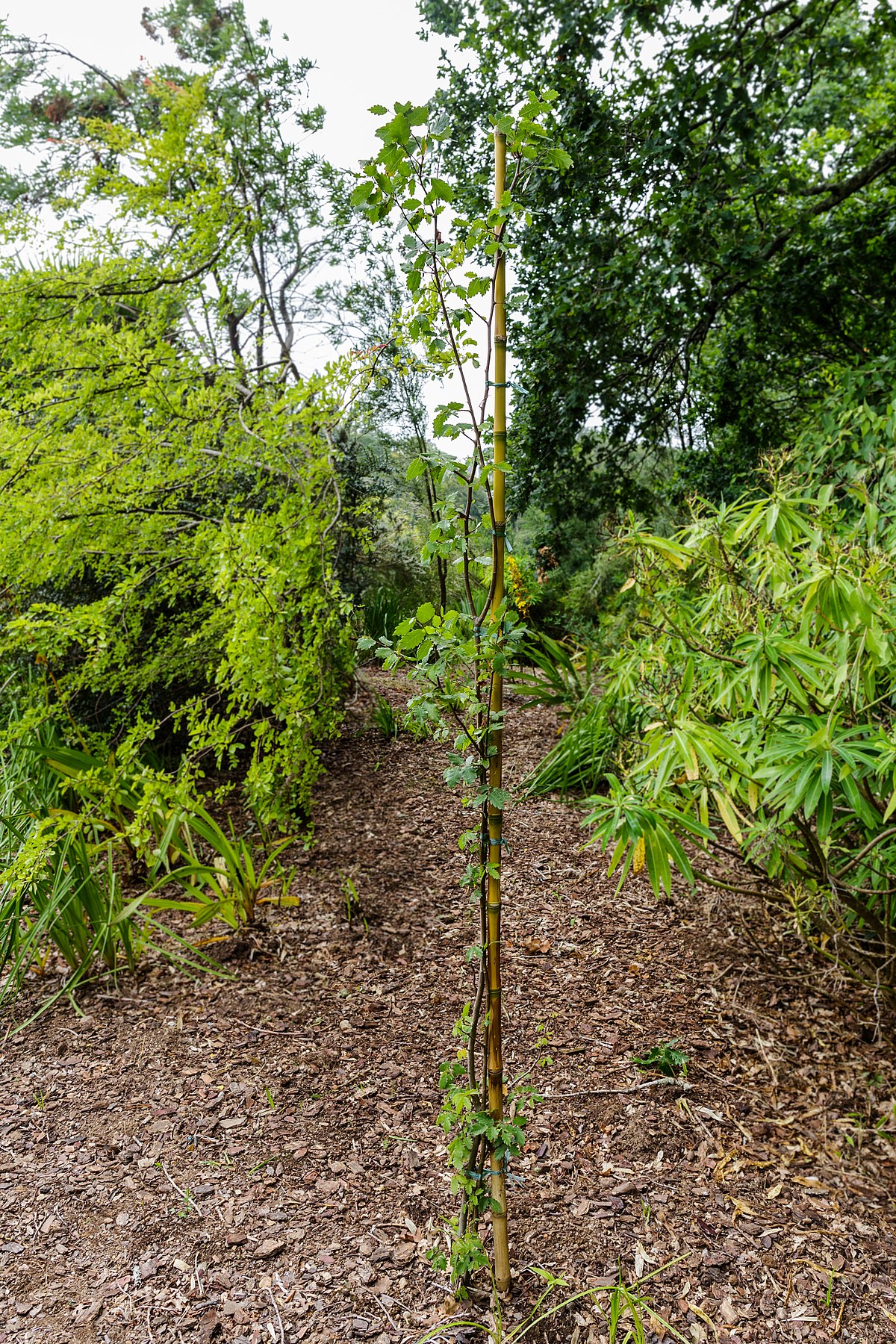 1200px Zelkova sicula CBN Brest 02