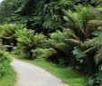 Jardin Botanique Brest Charmant File Dicksonia Antarctica at Conservatoire Botanique