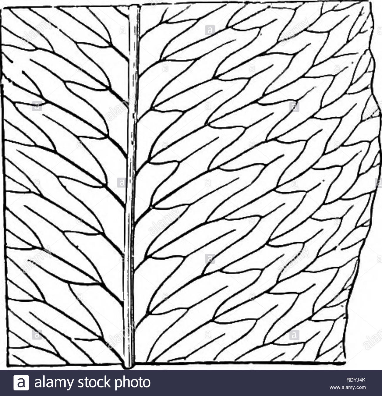 ferns british and foreign the history organography classification and enumeration of the species of garden ferns with a treatise on their cultivation etc etc ferns an enumeration of cultivated ferns 141 1gt ii javaniea b br in horsf fl jav lowes ferns 7 t 15 nephrodium javaniea hook fil exot t 62 sphaerostephanos asplenioides j 8m in booh gen fil t 24 kunze fil t 10 11singapore and java 67 cyclodium brest vernation fasciculate subdecumbent fronds pinnate 2 3 feet high sterile pinnae broad elliptical linear lanceolate veins pinnately RDYJ4K