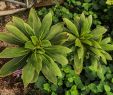 Jardin Botanique Brest Nouveau File Cylindrocline Lorencei Cnb Brest 11 Wikimedia Mons