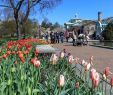 Jardin Botanique Brooklyn Beau Get Your Green Thumb In Shape with Brooklyn Botanic Garden S