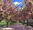 Jardin Botanique Brooklyn Best Of Sakura Matsuri 2019 Brooklyn Botanic Garden Around the Block