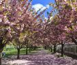 Jardin Botanique Brooklyn Best Of Sakura Matsuri 2019 Brooklyn Botanic Garden Around the Block