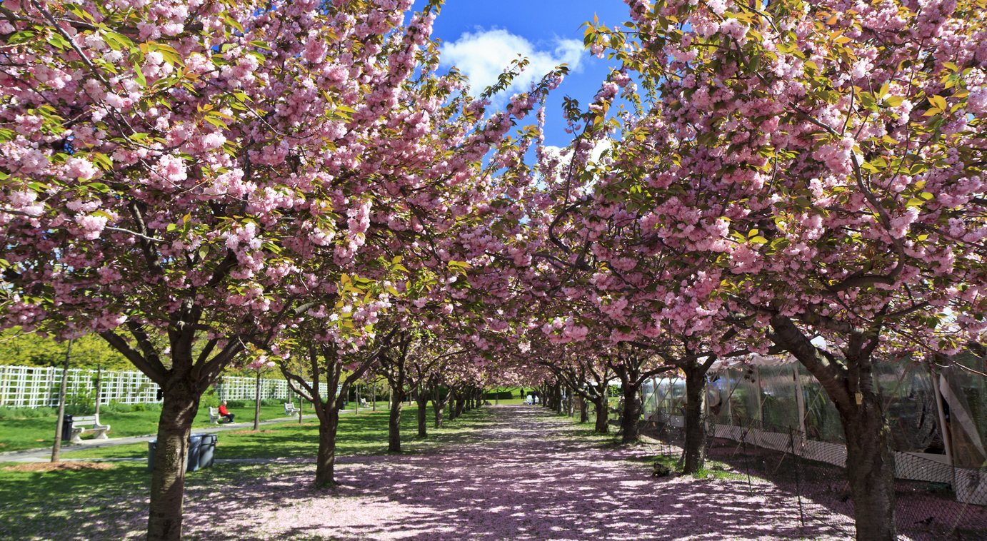 Jardin Botanique Brooklyn Best Of Sakura Matsuri 2019 Brooklyn Botanic Garden Around the Block