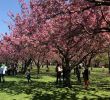 Jardin Botanique Brooklyn Frais Cherry Blossom Festival to Take Place at Brooklyn Botanic Garden