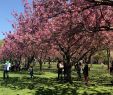 Jardin Botanique Brooklyn Frais Cherry Blossom Festival to Take Place at Brooklyn Botanic Garden