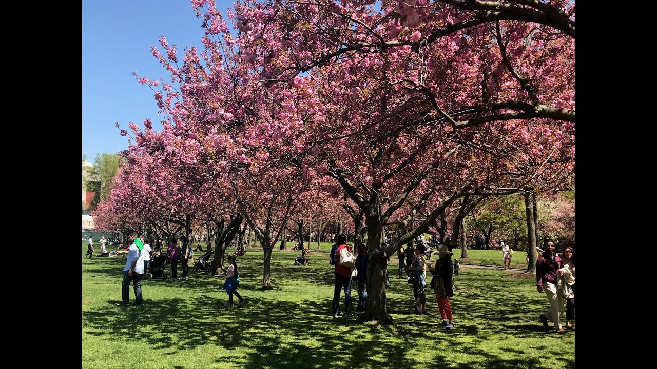 Jardin Botanique Brooklyn Frais Cherry Blossom Festival to Take Place at Brooklyn Botanic Garden