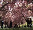 Jardin Botanique Brooklyn Génial Guide to the Brooklyn Botanic Garden Cherry Blossom Festival