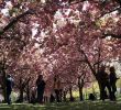 Jardin Botanique Brooklyn Génial Guide to the Brooklyn Botanic Garden Cherry Blossom Festival