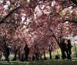 Jardin Botanique Brooklyn Génial Guide to the Brooklyn Botanic Garden Cherry Blossom Festival