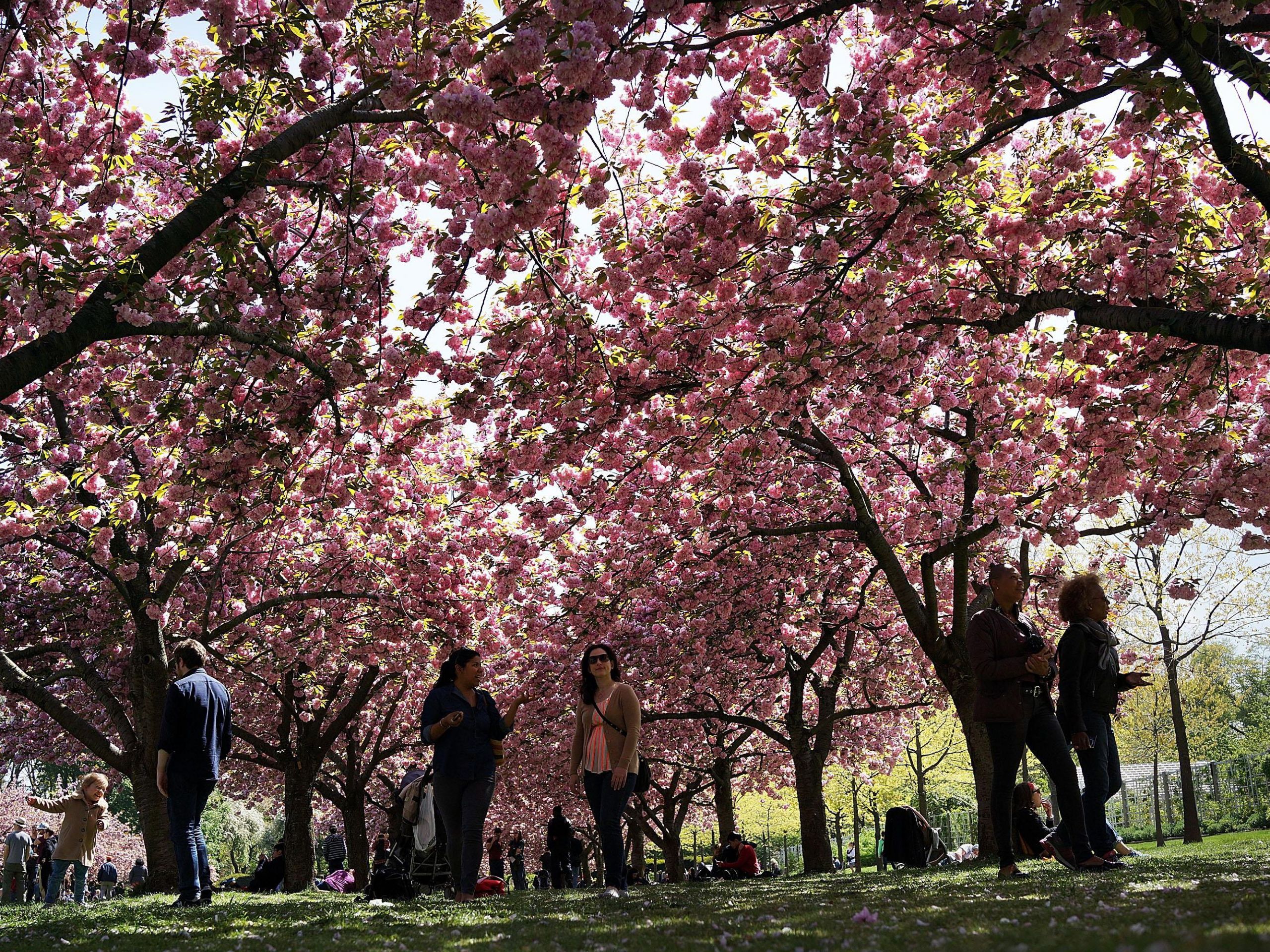 Jardin Botanique Brooklyn Génial Guide to the Brooklyn Botanic Garden Cherry Blossom Festival