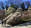 Jardin Botanique Brooklyn Luxe A Walk Through Brooklyn Botanic Garden now Closed Due to