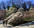 Jardin Botanique Brooklyn Luxe A Walk Through Brooklyn Botanic Garden now Closed Due to