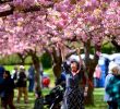 Jardin Botanique Brooklyn Luxe Sakura Matsuri 2019