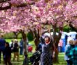 Jardin Botanique Brooklyn Luxe Sakura Matsuri 2019