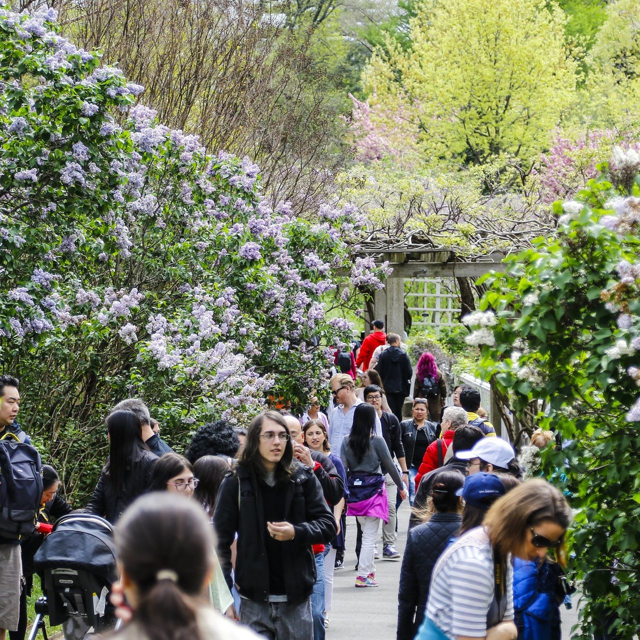 Jardin Botanique Brooklyn Nouveau Brooklyn Botanic Garden Resists Buildings that Would Cast