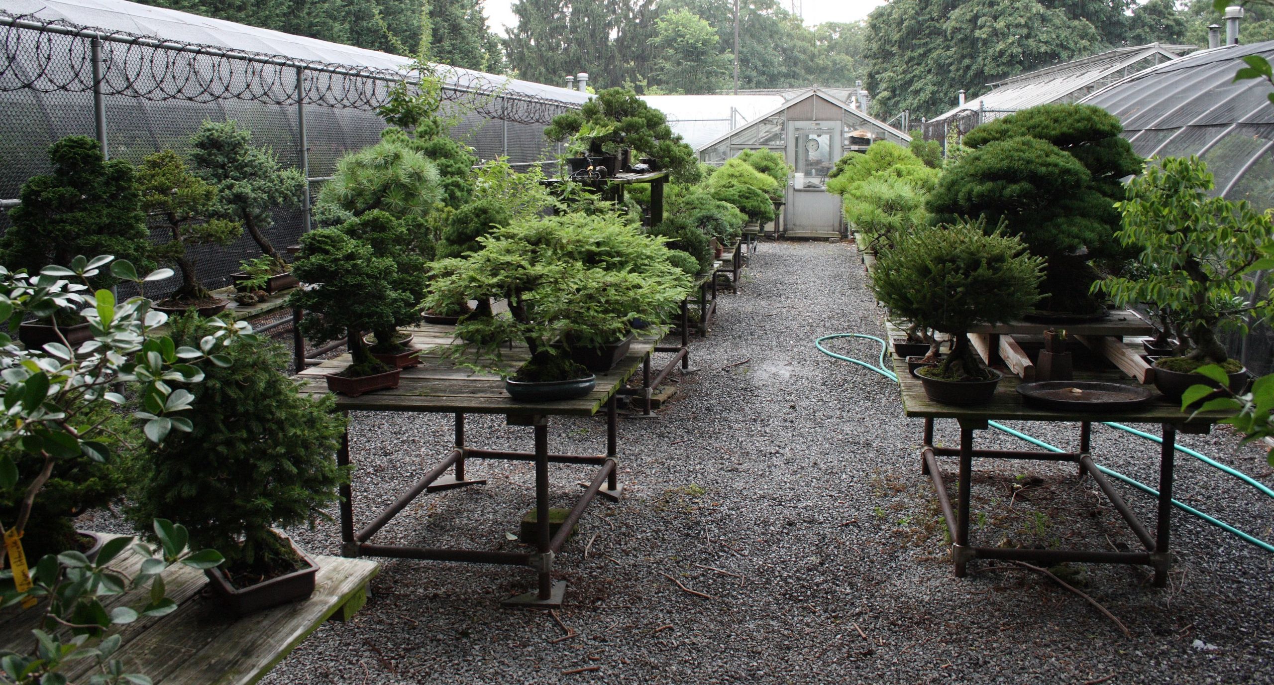 Storage area of the Brooklyn Botanic Garden bonsai collection August 2 2008