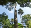 Jardin Botanique Charmant File Antiaris toxicaria Jardin Botanique De Kandy 2