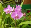 Jardin Botanique Charmant File orchidées Jardin Botanique De Peradeniya Sri Lanka 6