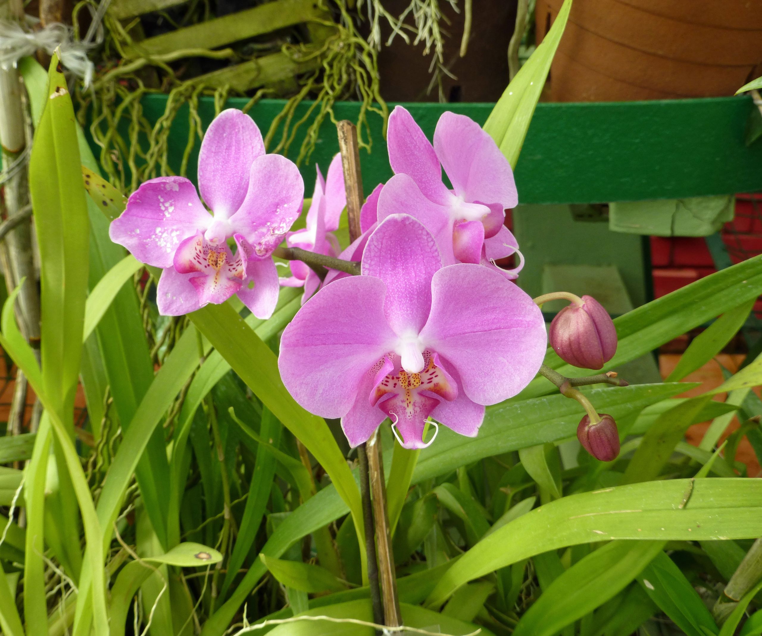 Jardin Botanique Charmant File orchidées Jardin Botanique De Peradeniya Sri Lanka 6