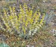 Jardin Botanique De Brooklyn Best Of Jerusalem Sage Media Encyclopedia Of Life