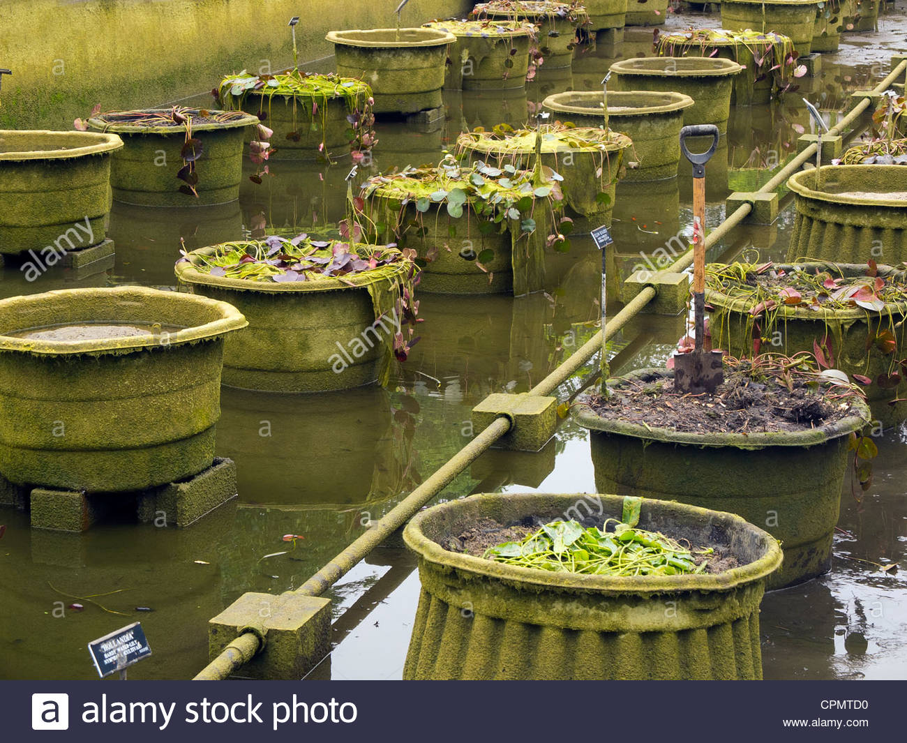 lily nettoyage piscines du jardin botanique de brooklyn cpmtd0