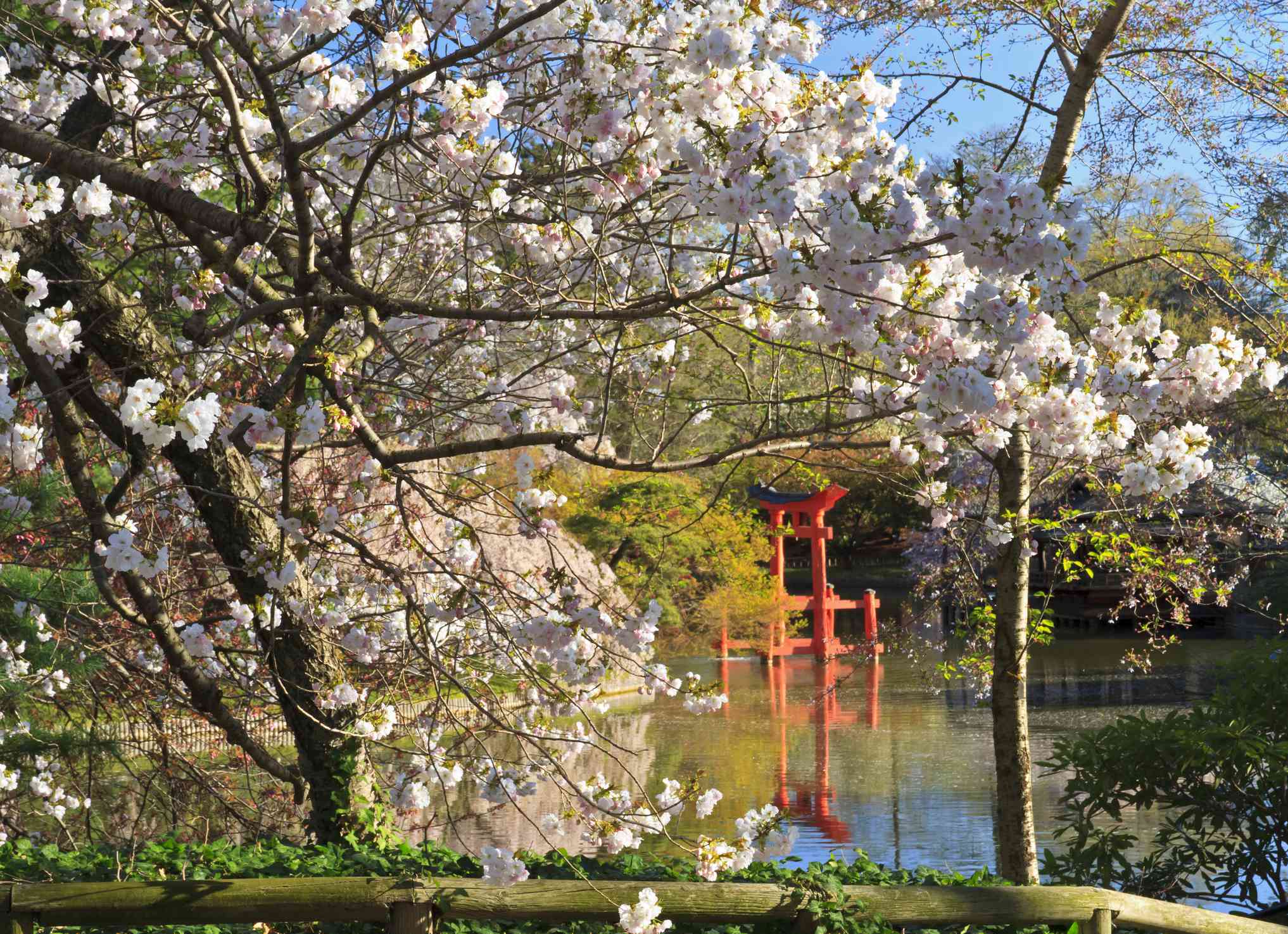 Jardin Botanique De Brooklyn Nouveau Brooklyn Botanic Garden Visitors Guide