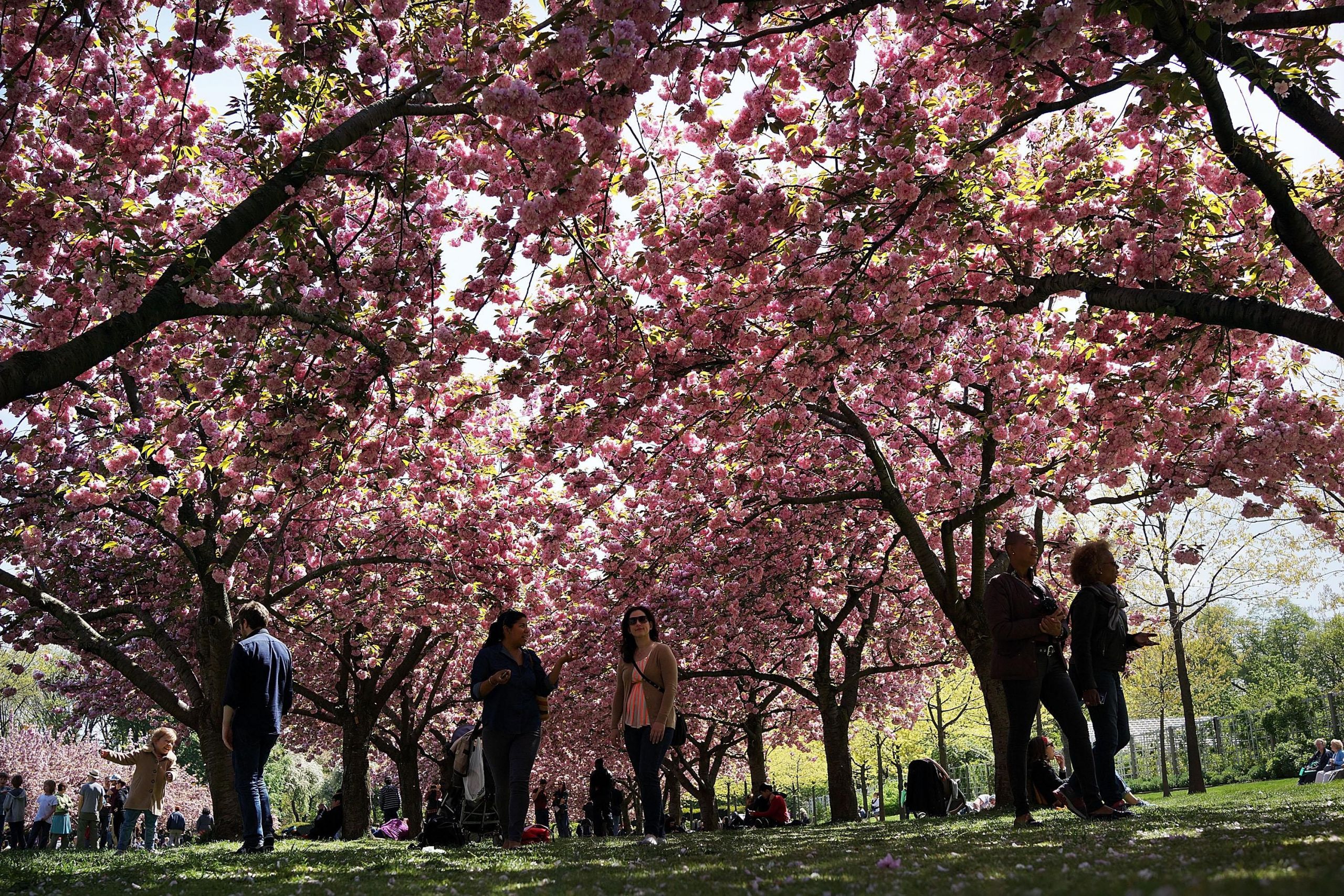 Jardin Botanique De Brooklyn Nouveau Guide to the Brooklyn Botanic Garden Cherry Blossom Festival