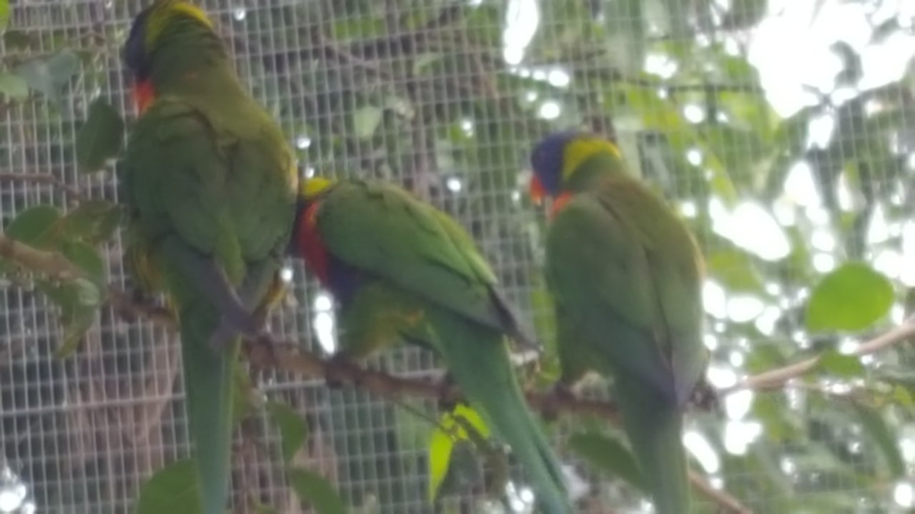 parrots