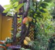 Jardin Botanique De Deshaies Élégant La Maison Du Cacao Pointe Noire 2020 All You Need to