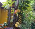 Jardin Botanique De Deshaies Élégant La Maison Du Cacao Pointe Noire 2020 All You Need to