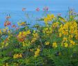 Jardin Botanique De Deshaies Génial Jardin Botanique De Deshaies 2020 All You Need to Know